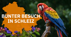 Bunter Besuch im Freibad: Wer vermisst seinen Papagei?