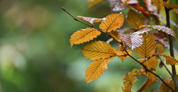 Endspurt im Garten im Oktober: Was Sie jetzt noch tun sollten