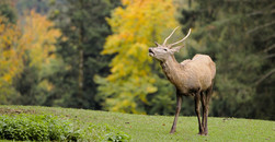 So werden Sie Thüringens nächster Hirschrufer!