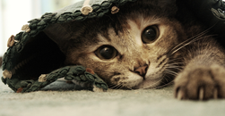 Weltkatzentag: Sicherheit für Samtpfoten
