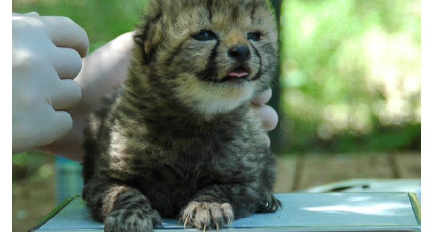 Vier junge Geparden im Zoo