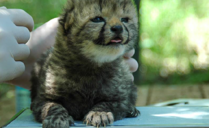 Vier junge Geparden im Zoo