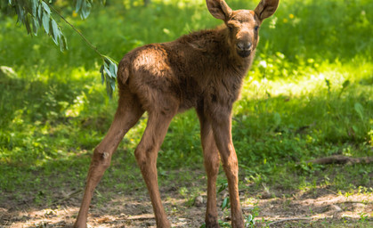 Elchkälber im Tierpark Gera