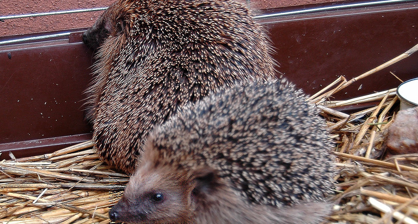 Betrunkene Igel nüchtern immer noch aus