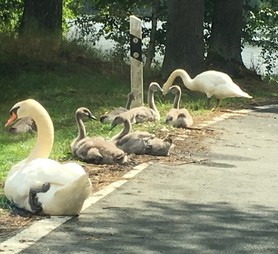 schwanenfamilie-plothener-seenplatte