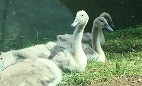 schwanenfamilie-plothener-seenplatte-2_0