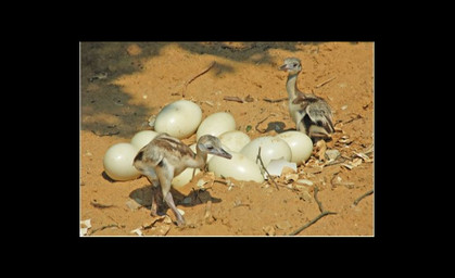 Nachwuchs bei den Nandus im Erfurter Zoo