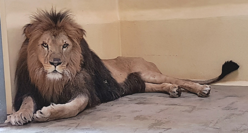 Neuer Löwe im Erfurter Zoopark