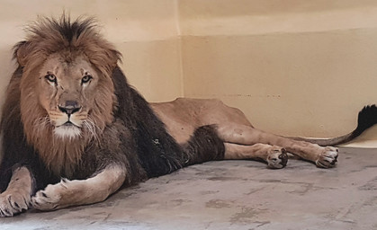 Neuer Löwe im Erfurter Zoopark