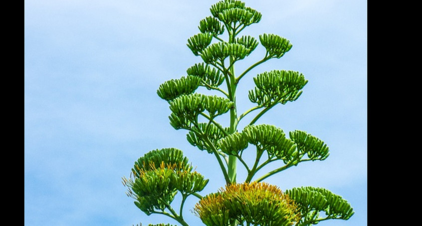 Spektakulär: Agave blüht im Schlosspark