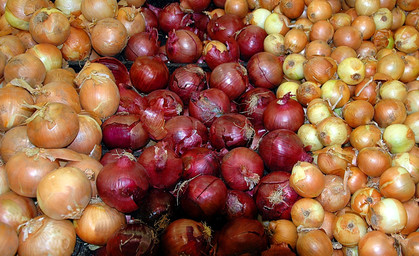 Zwiebelmarkt in Weimar in diesem Jahr mit weniger Händlern