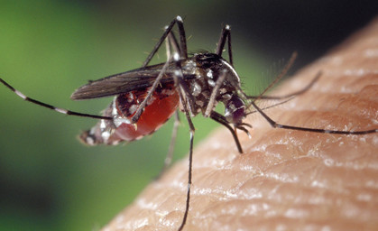 Mücken jetzt im November noch aktiv