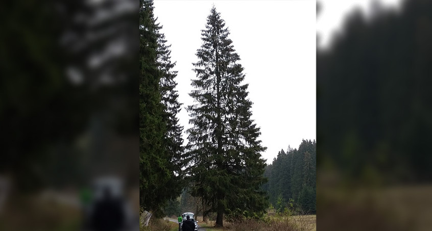 Weihnachtsbaum wird auf dem Domplatz aufgestellt