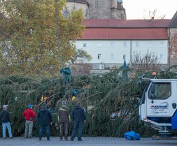 Der Baum wird am Kran befestigt ...