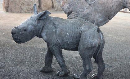 Nashorn-Nachwuchs im Zoopark Erfurt