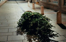 Weg mit dem Weihnachtsbaum - So geht es richtig!