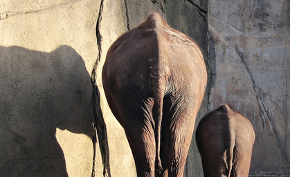Nachwuchs bei den Elefanten erwartet