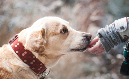 Mit Hunden helfen e.V. - Gute Nachbarn, Gute Taten