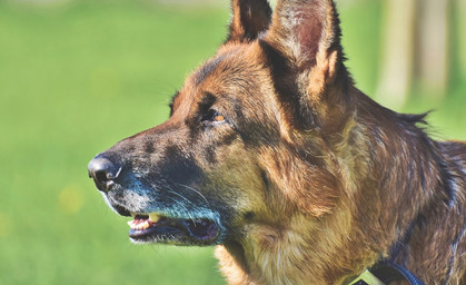 Mehr Unterstützung für «pensionierte» Polizeihunde 