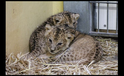 Löwenbabies erkunden ihre Umgebung im Erfurter Zoopark 