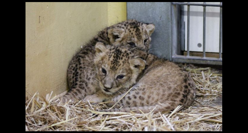 Löwenbabies erkunden ihre Umgebung im Erfurter Zoopark 