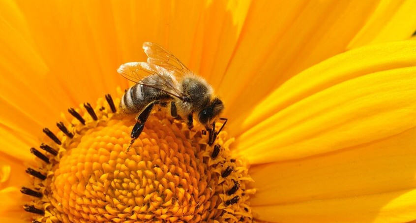 Anleitung für einen bienenfreundlichen Garten