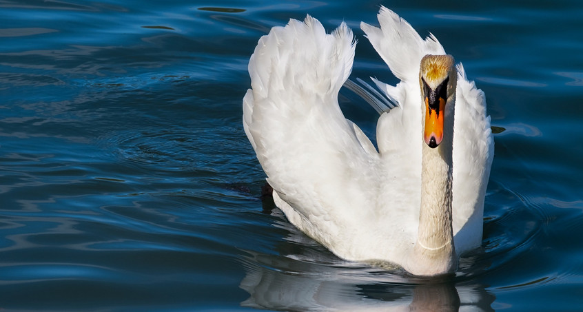 Mann schießt mit Luftdruckwaffe auf Schwan