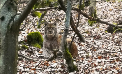 Erster Thüringer Luchs mit Namen Aslan