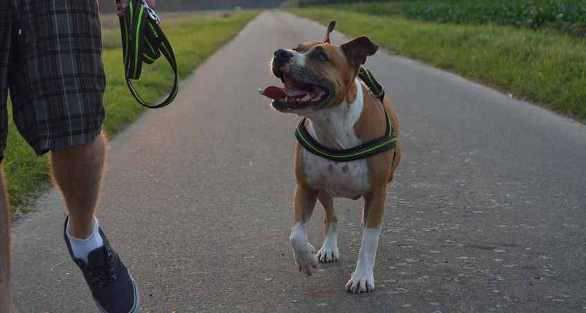 Frau in Plaue rechnet mit Hundebesitzer ab