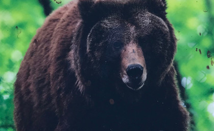 Bärin soll im Bärenpark Worbis neues Zuhause bekommen 