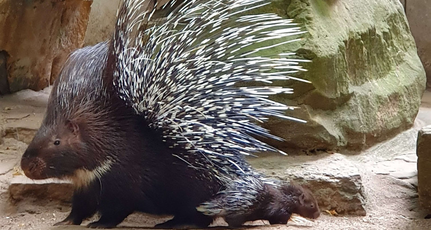 Stachliger Nachwuchs im Tierpark Gotha