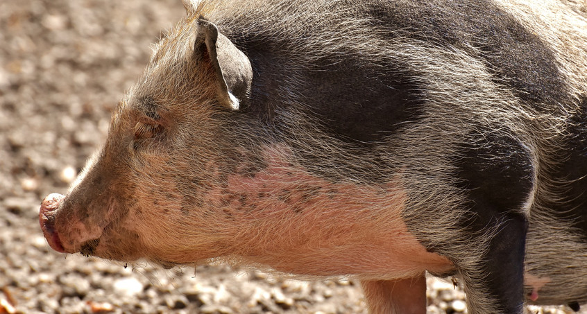 Hängebauchschwein sucht Besitzer