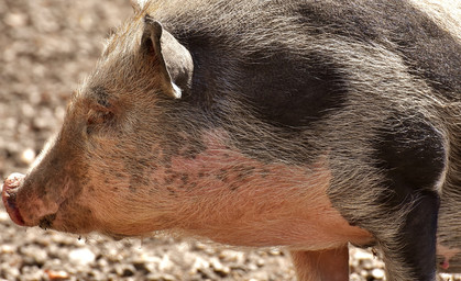 Hängebauchschwein sucht Besitzer