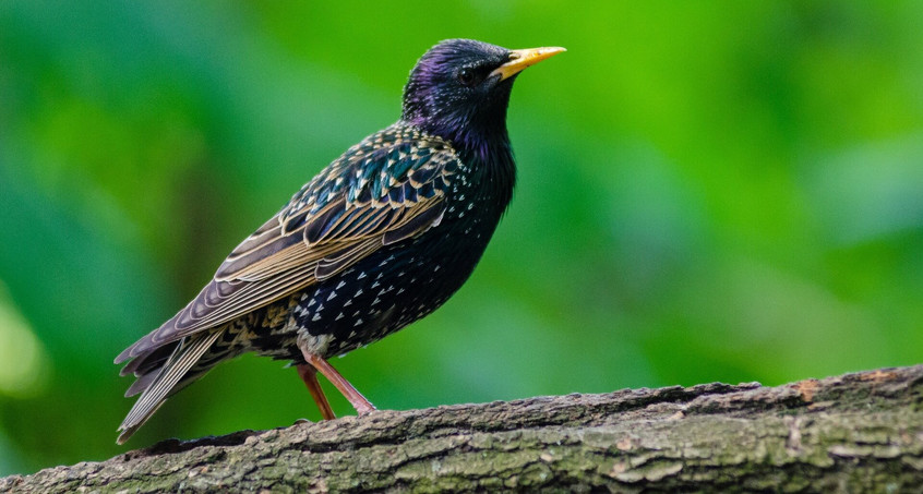 Vogel Star mit Gewehr abgeschossen