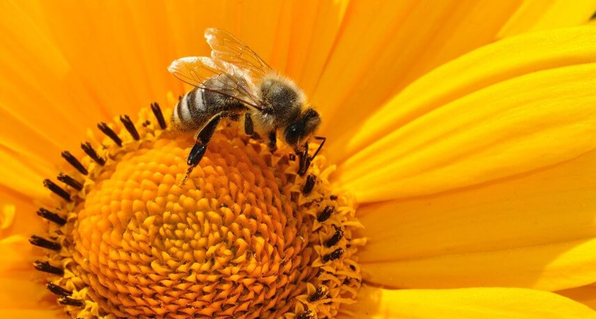 Jede zweite Bienenart gefährdet