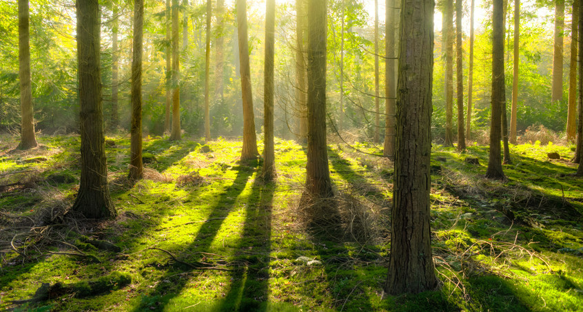  Aktionsplan gegen Waldsterben in Thüringen