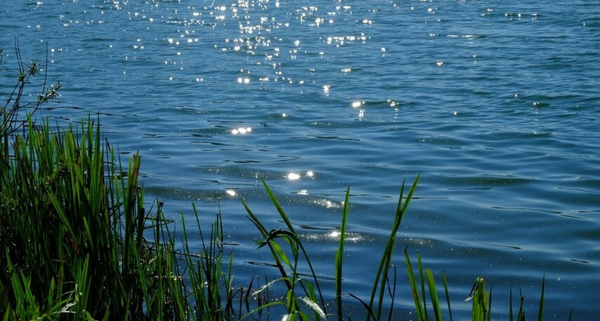 Rettungsaktion für Fische in Sondershausen