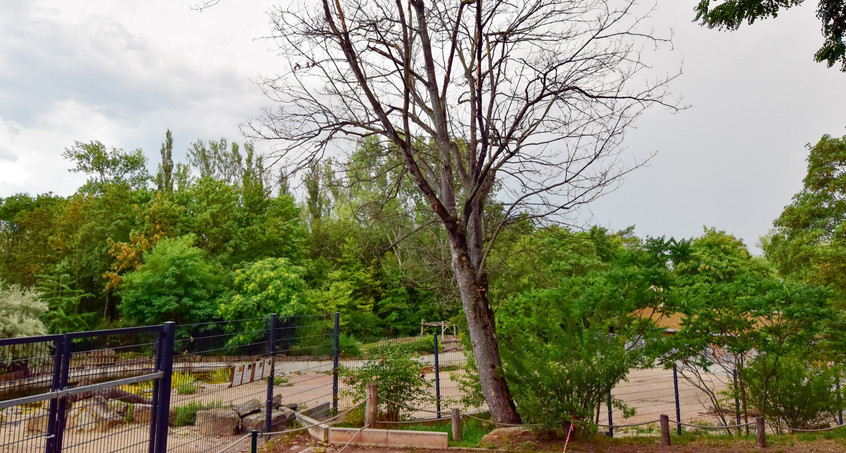 Ahornbäume im Thüringer Zoopark müssen gefällt werden