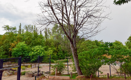 Ahornbäume im Thüringer Zoopark müssen gefällt werden
