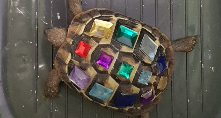 Polizei findet mit Strasssteinen beklebte Schildkröte 