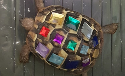 Polizei findet mit Strasssteinen beklebte Schildkröte 