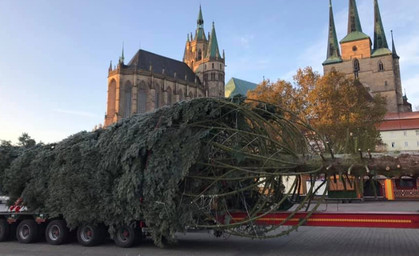 Erfurter Weihnachtsbaum wird heute aufgestellt