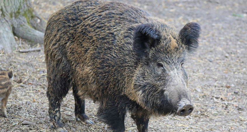 Einbrecher entpuppt sich als Wildschwein