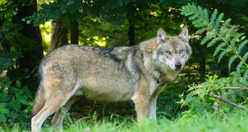 Wolf bei Unfall auf Autobahn getötet