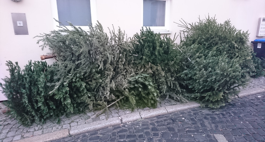 Knut, oder was man sonst mit dem Weihnachtsbaum macht