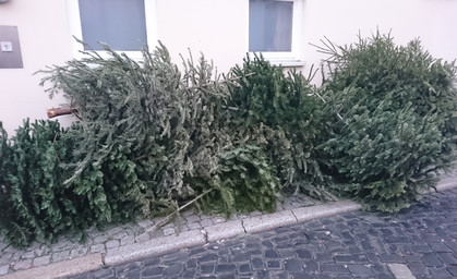 Knut, oder was man sonst mit dem Weihnachtsbaum macht