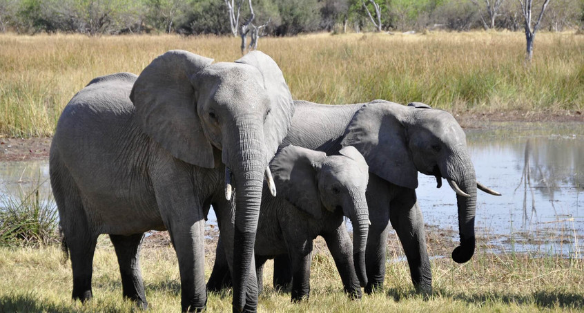 Von Thüringen nach Thailand: Bodo Försters Leben mit den Elefanten