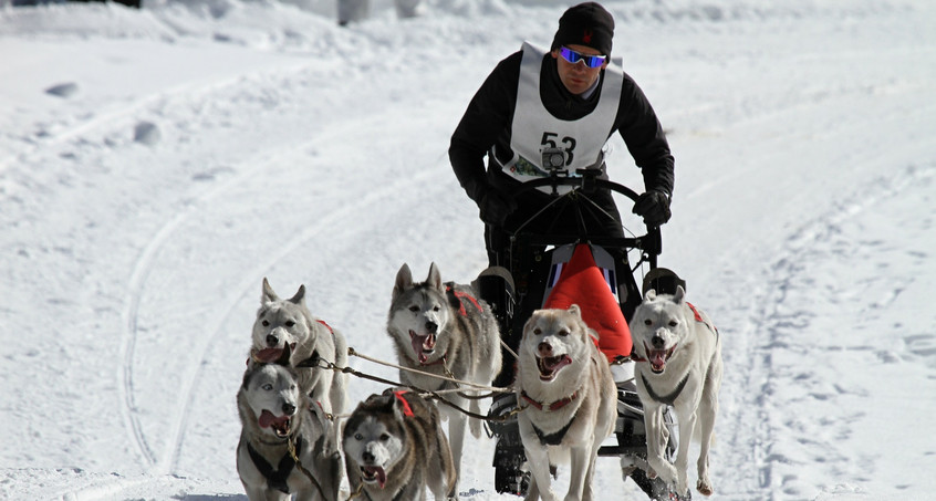 Kein Schnee: Schlittenhunderennen Trans Thüringia abgesagt