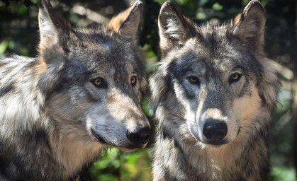 Jagd auf Wolfshybriden bei Ohrdruf geht weiter