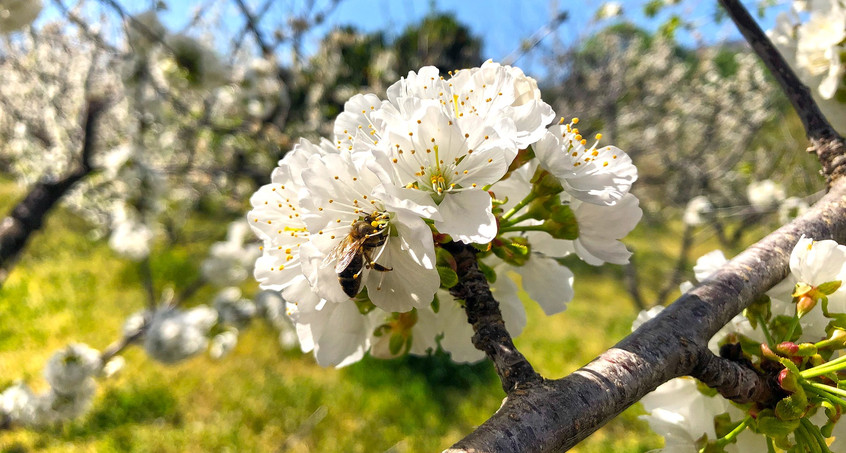 Obstbauern wollen mehr Wildbienen in den Kirschplantagen